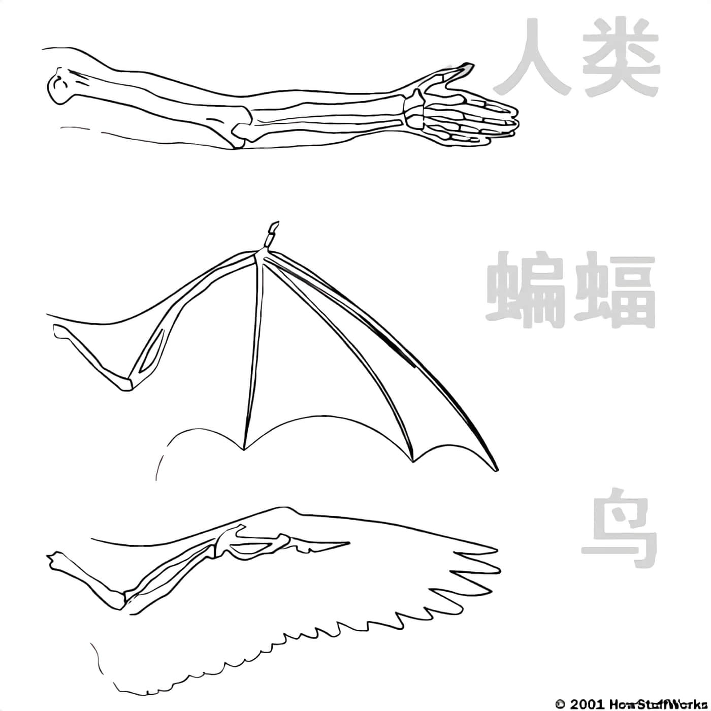 科学存在的人外娘观察日记【1-102话 45-102是生肉】【科学的に存在しうるクリーチャー娘の観察日誌／存在科學可能性的生物少女觀察日記】-1