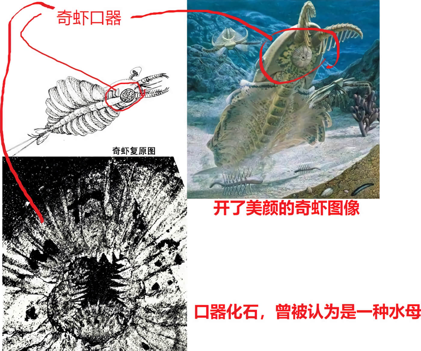 科学存在的人外娘观察日记【1-102话 45-102是生肉】【科学的に存在しうるクリーチャー娘の観察日誌／存在科學可能性的生物少女觀察日記】-1